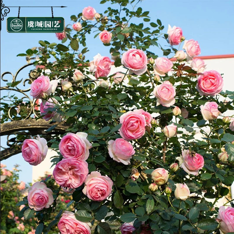 1虞城园艺 粉色龙沙宝石 爬藤粉龙沙浅粉色大花丰花适拱门花墙