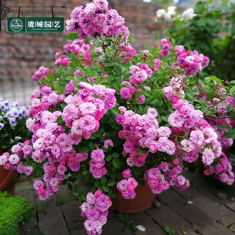 虞城园艺 甜蜜马车月季 微型月季 紫色浓香勤花丰花四季开