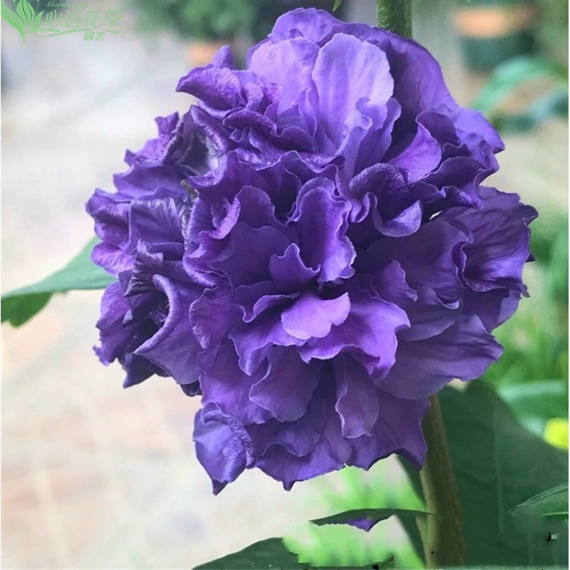 1虞城园艺 紫玉 大花木槿1加仑日本木槿紫色重瓣丰花耐寒多季开