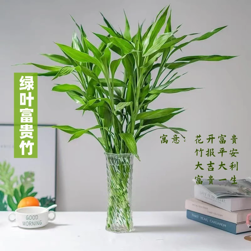 【富贵竹】室内绿植水养植物