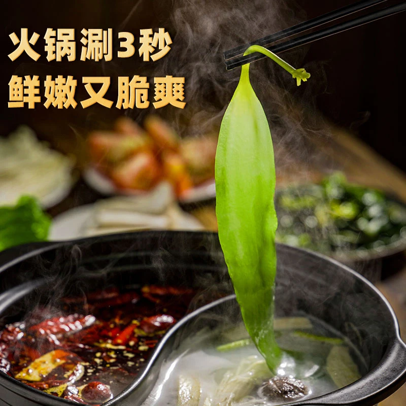 霞浦盐渍小海带嫩芽干净无沙1斤装工厂直发鲜香凉拌火锅炖汤鲜嫩
