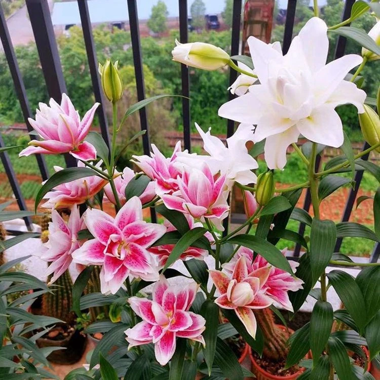现货进口百合种球重瓣复瓣花大花香香水百合花盆栽花苗绿植
