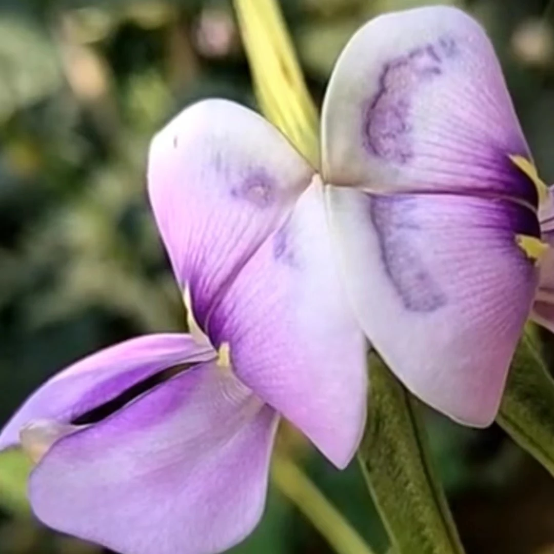 花果多翻花组合 豆角辣椒茄子花生开花多坐果率高
