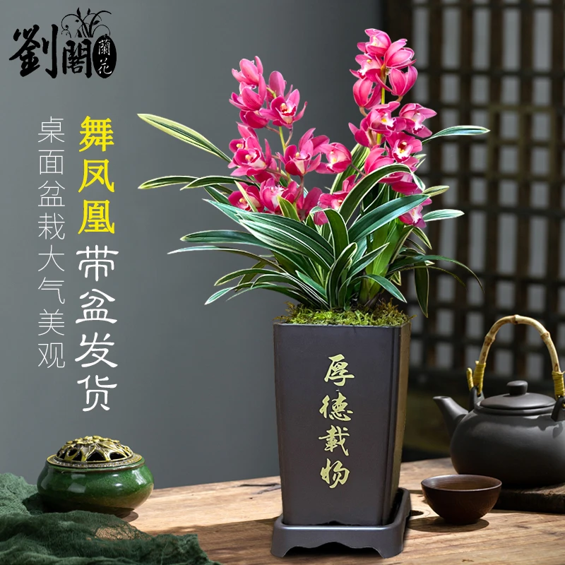 舞凤凰刘阁兰花苗大花蕙兰冬带花苞出售桌面盆栽大红袍大花蕙兰