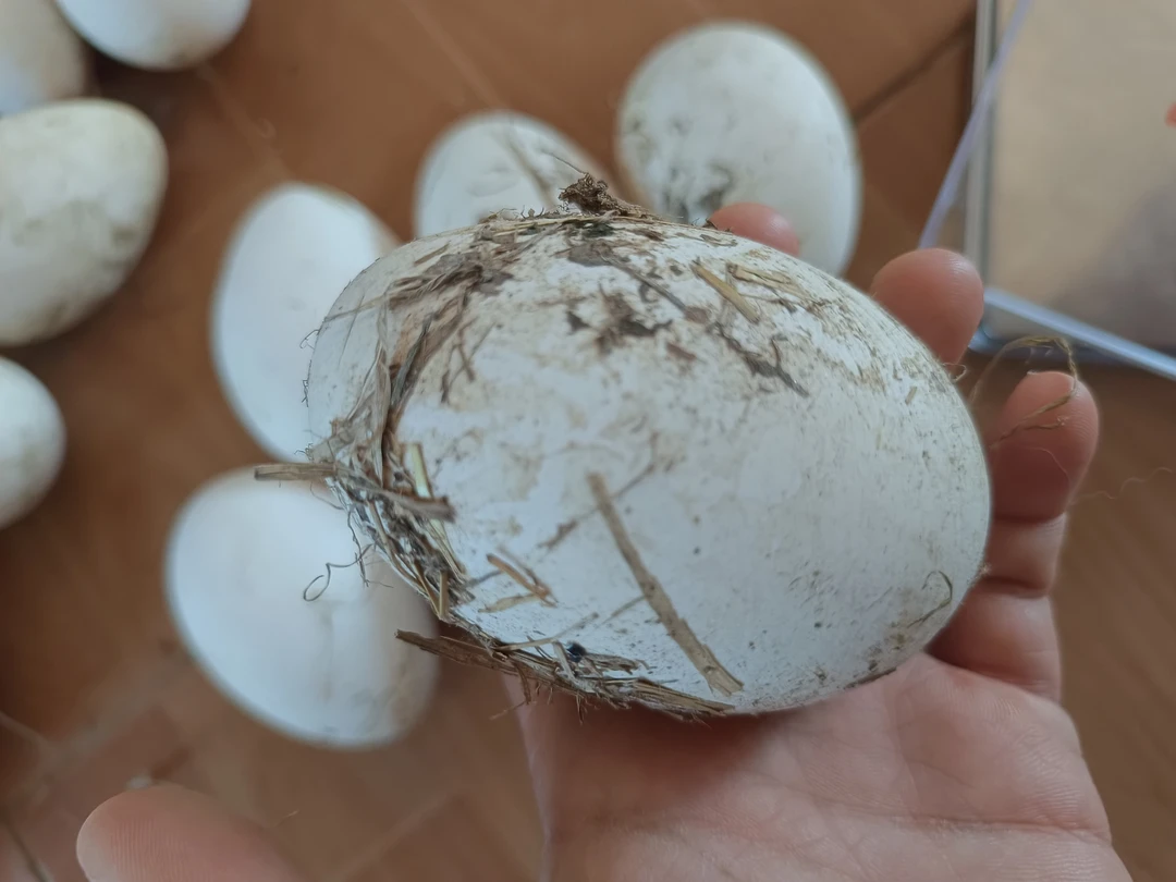 自己家溜达散放鹅蛋味粮食蛋小鹅蛋100克——120克，12枚包邮