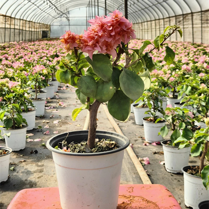 重瓣橙三角梅花卉绿植盆栽春夏秋冬四季开花阳台庭院爬藤原生老苗