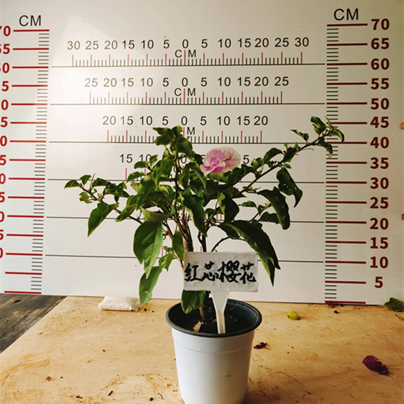 红心樱花三角梅花卉绿植盆栽可以变色的花卉阳台庭院爬藤四季开花