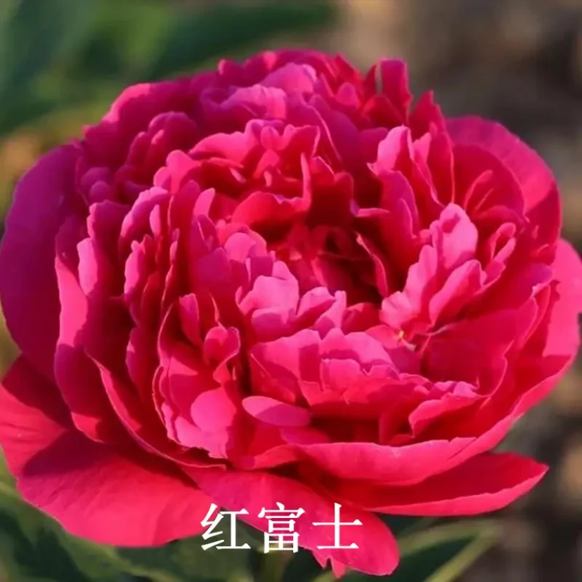精品牡丹（八千代椿、紫蓝魁）