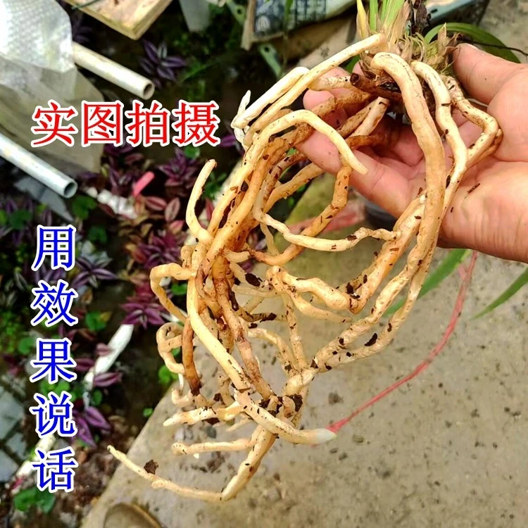 嘉苗园艺基地精选七合一混合兰花植料花卉精品介质有机大粒营养土
