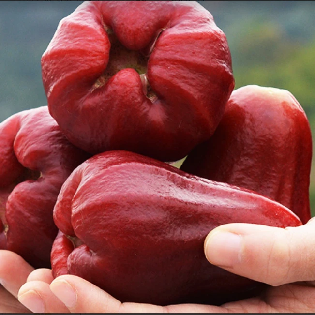 海南黑金刚莲雾2.5斤/4斤装空运包邮