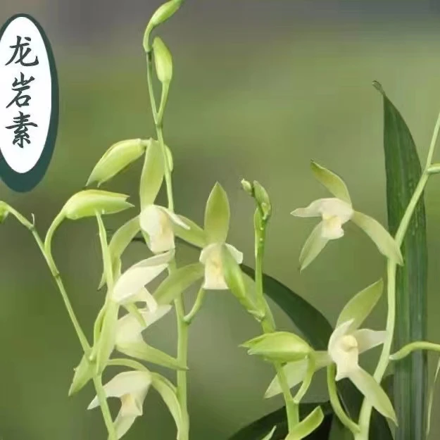 龙岩素建兰名品兰花盆栽室内办公室阳台庭院四季花卉绿植好养易活