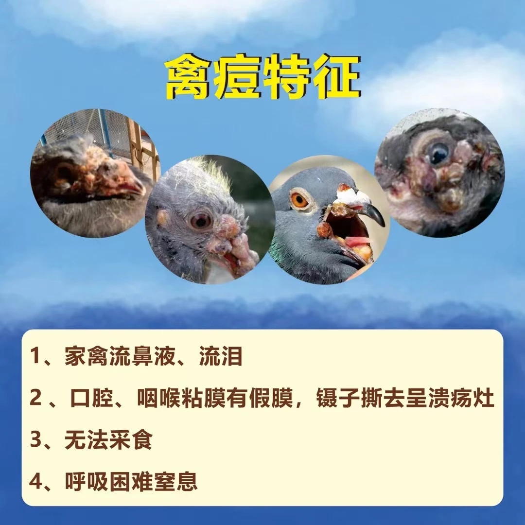 【喉痘双效➕鑫独诺】鸡头部长痘痘 鸽痘传喉引起的眼睛睁不开