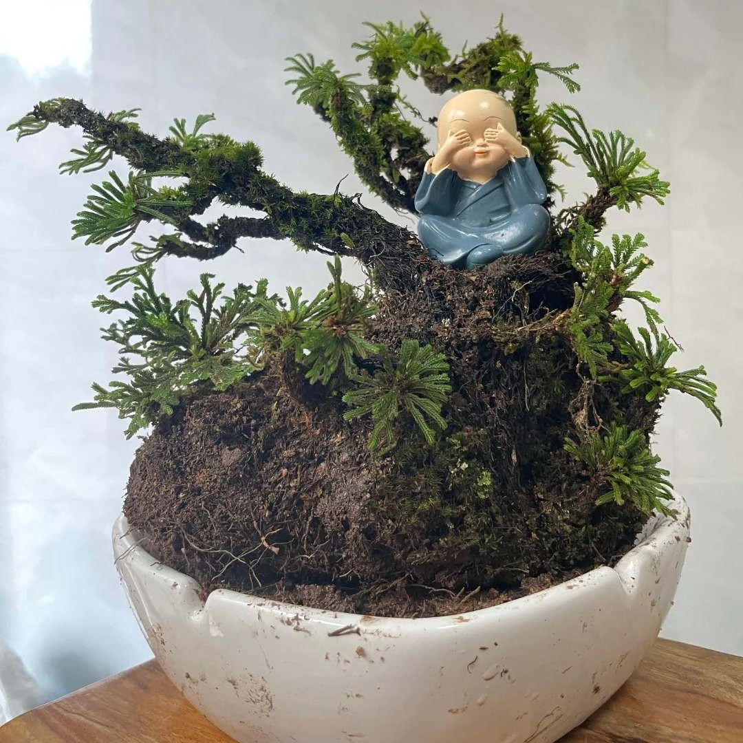 九死还魂草,卷柏,一物一拍