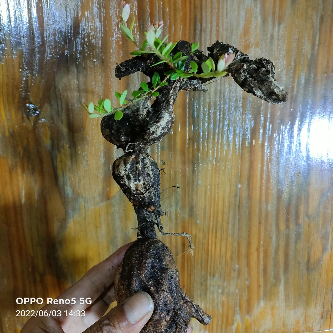 米叶红花伍翅莓（米叶吊金钟）