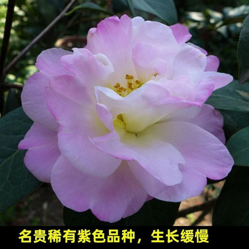 普陀紫光品种茶花  品种茶花盆栽 （福建永福镇原盆原土发货）