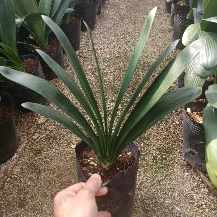 君子兰花卉盆栽绿植植物室内客厅  （福建永福镇原盆原土发货）