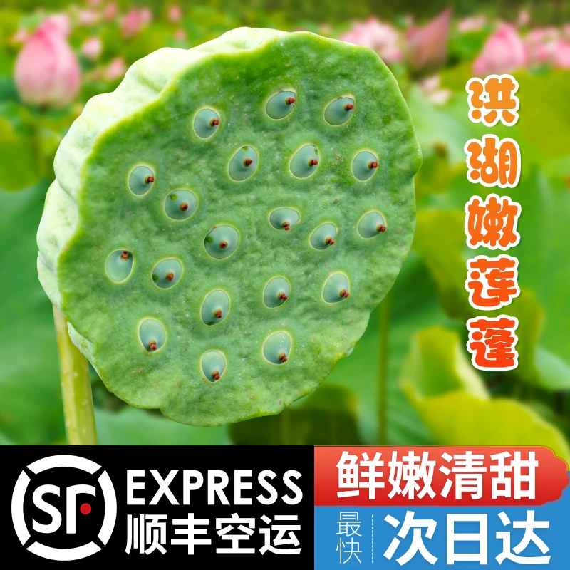 老余家洪湖莲蓬3斤新鲜嫩水果莲子生吃清甜湖北现摘带壳特产顺丰