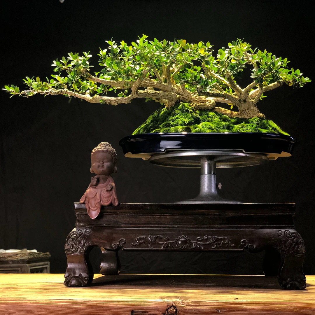 过桥黄杨盆景，（苹果小叶）