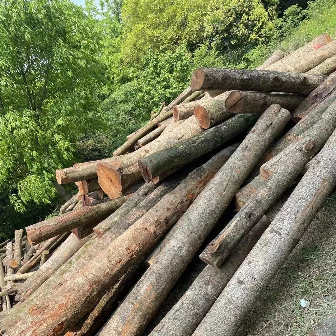 四川金丝楠小叶桢楠乌木阴沉木