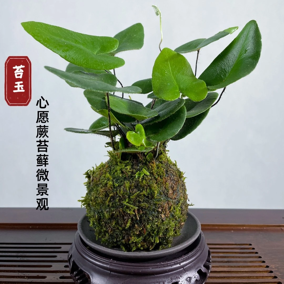 冠蕾 | 心愿蕨苔藓微景观喜水耐阴室内植物绿色美观