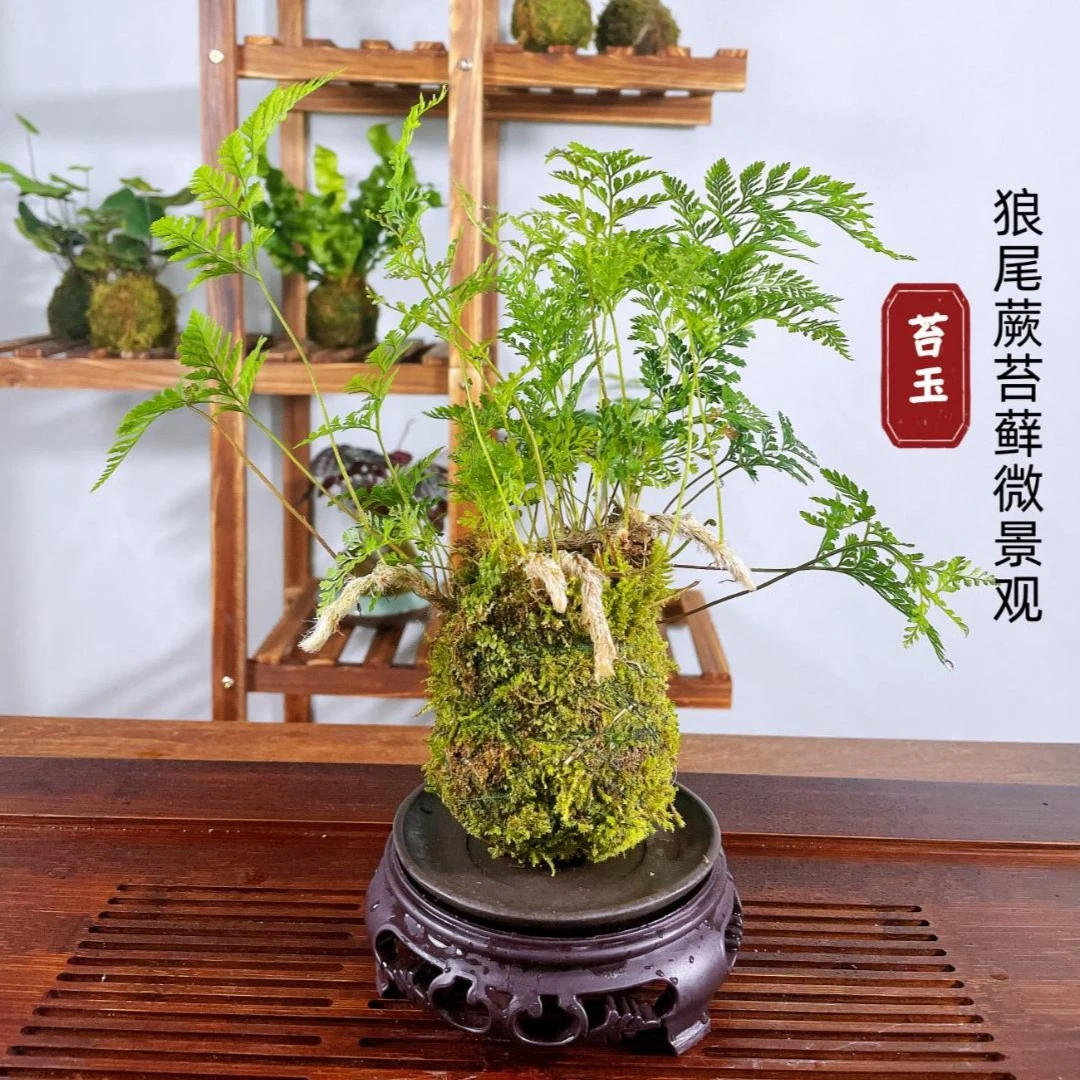 冠蕾 | 狼尾蕨苔藓微景观 室内好养美观绿色植物