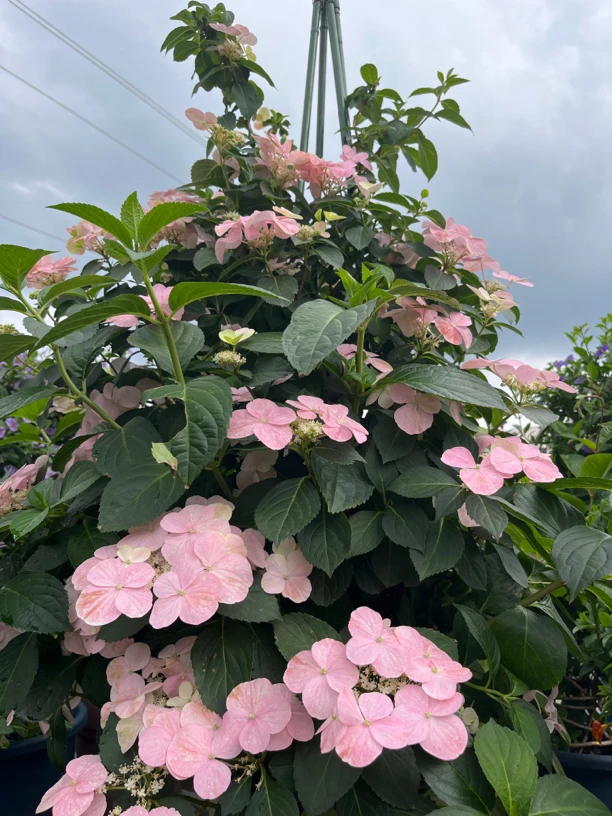 毛线花园新品粉色逃跑新娘绣球花卉盆栽植物阳台庭院花园粉红色