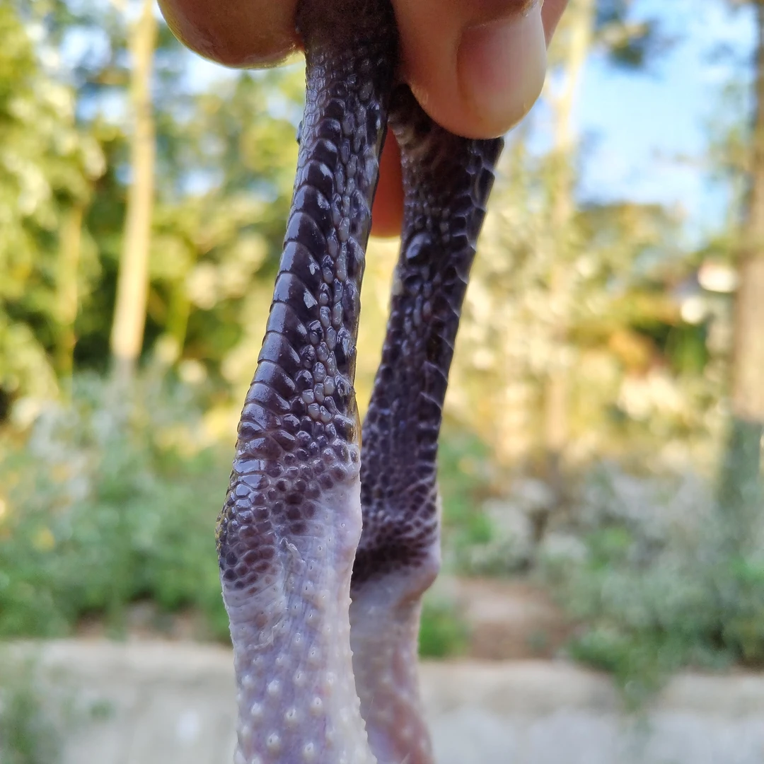 后勤官散放皖西麻黄老母鸡农产品食用冷冻食用净含量1200克