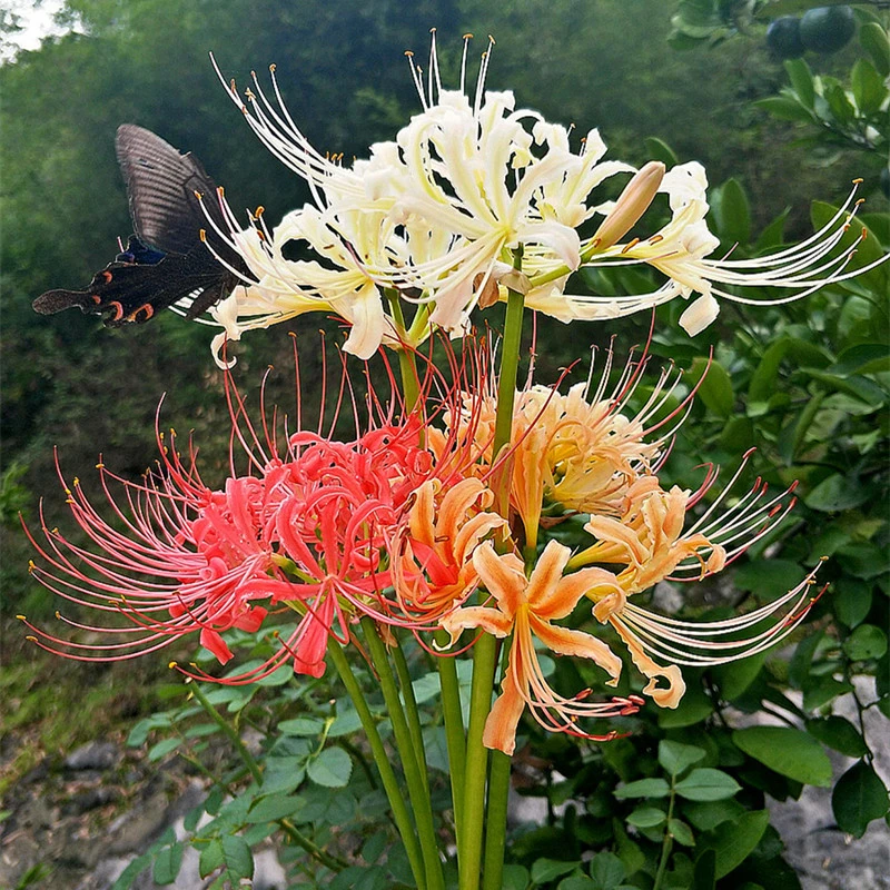 彼岸花种球 耐寒庭院花园阳台球根花卉  多年生 多色可选