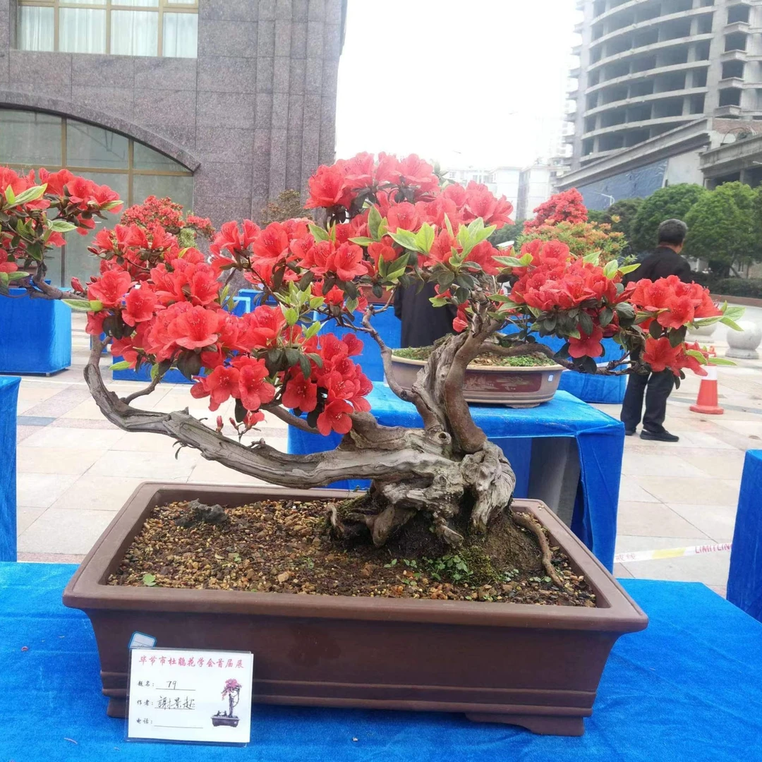 杜鹃精品盆景盆栽一物一拍链接私拍随机发