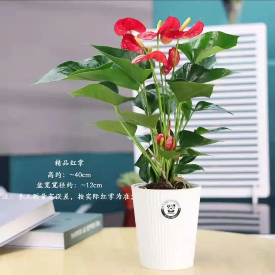 红掌室内办公室客厅美观四季花卉精美盆栽寓意好净化空气养护轻松