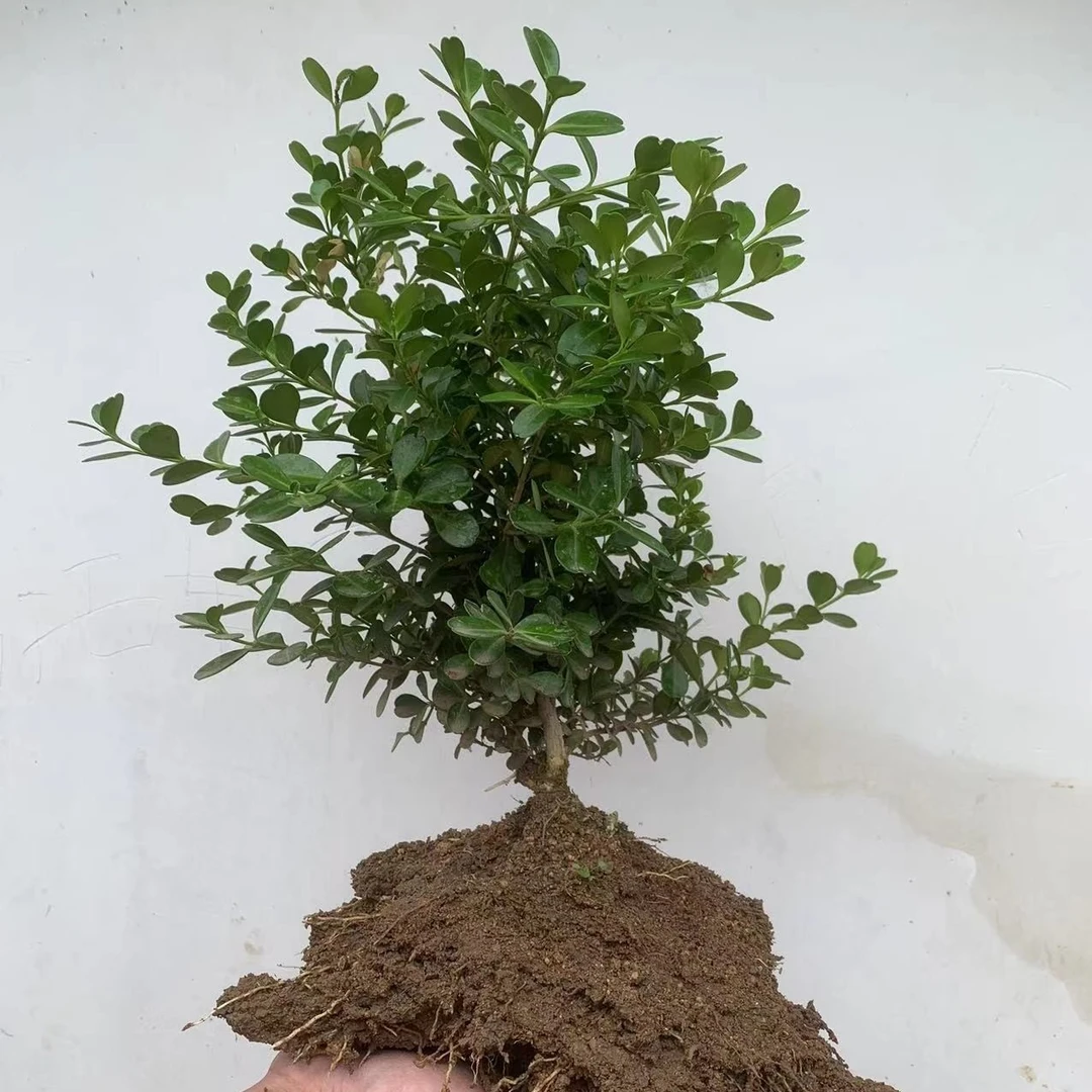 瓜子黄杨 黄杨盆景 一物一拍 拍前联系主播