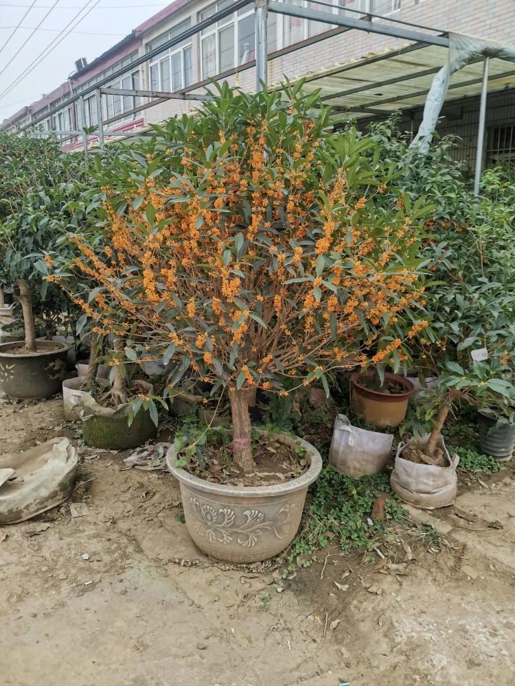 桂花庭院别墅小区绿化种植桂花四季常青，开花香