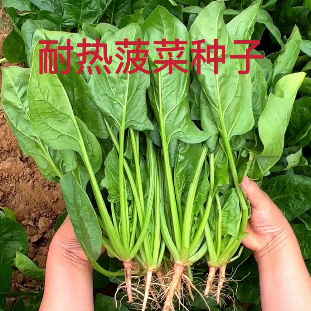 【耐热菠菜种子蔬菜】夏季种植耐热耐抽苔菠菜菜籽种子盆栽地栽种植