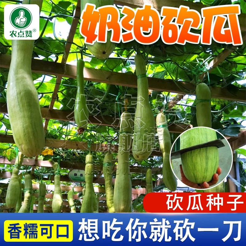 奶油砍瓜种子 随吃随砍庭院简单种植春季蔬菜种籽高产营养育苗