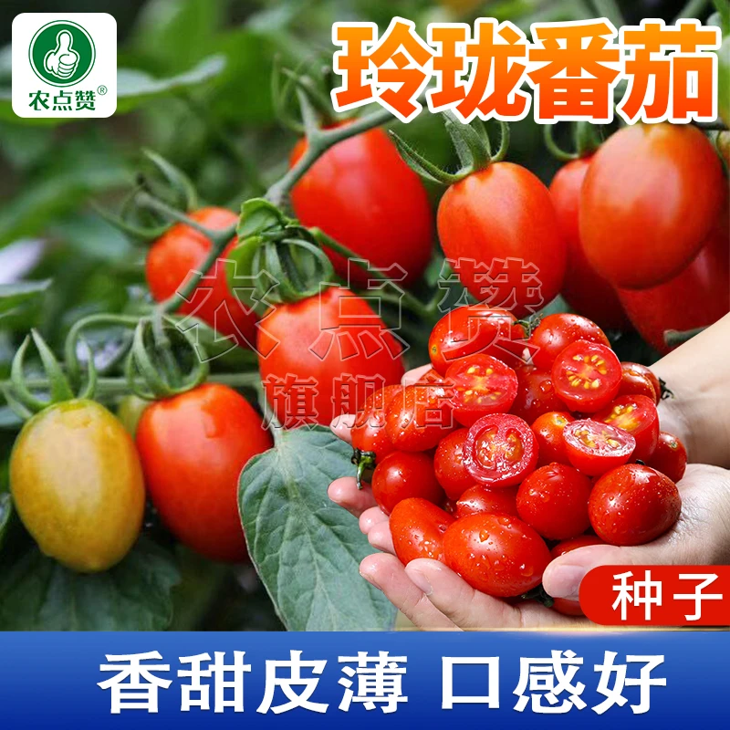玲珑番茄种子 千禧圣女果超甜小番茄西红柿种子盆栽家庭水果种子