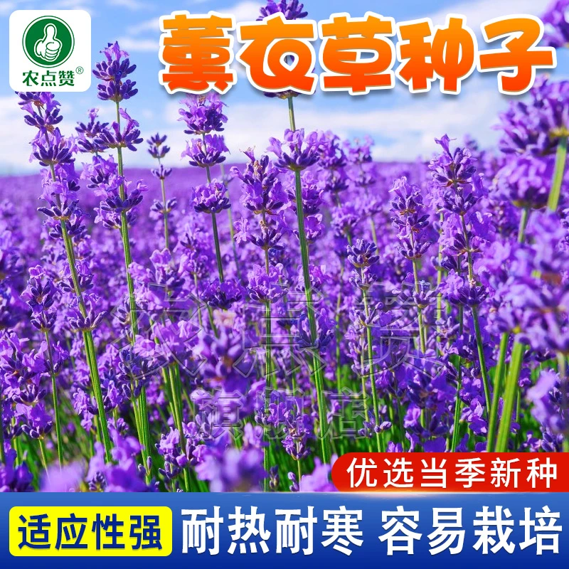 薰衣草种子 紫色花种子阳台庭院盆栽四季种植简单优选耐热耐寒