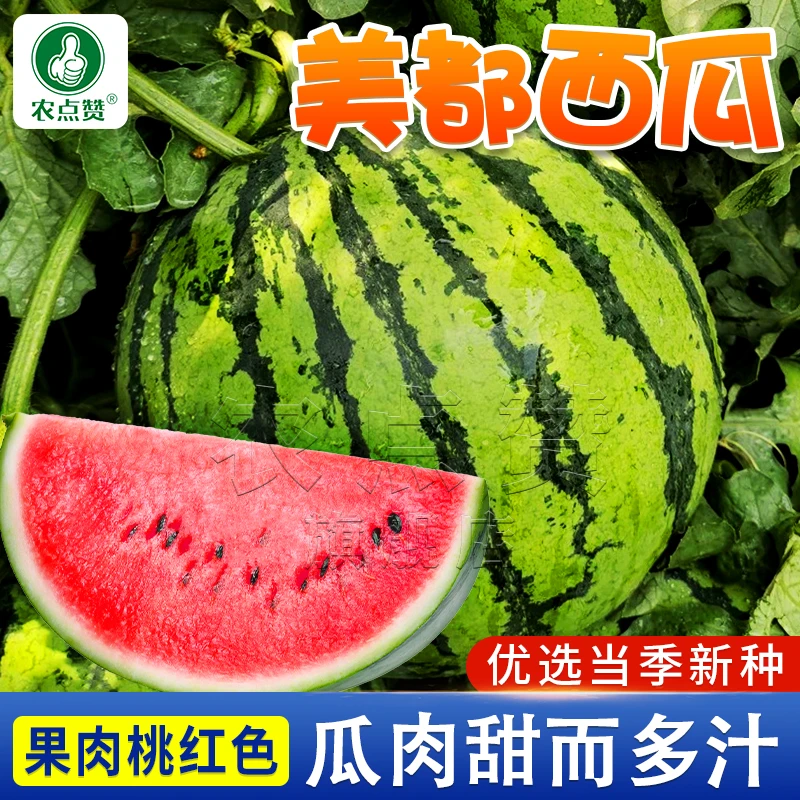 早熟美都西瓜种籽 红壤农家庭院盆栽西瓜籽大田专用耐寒脆甜种子