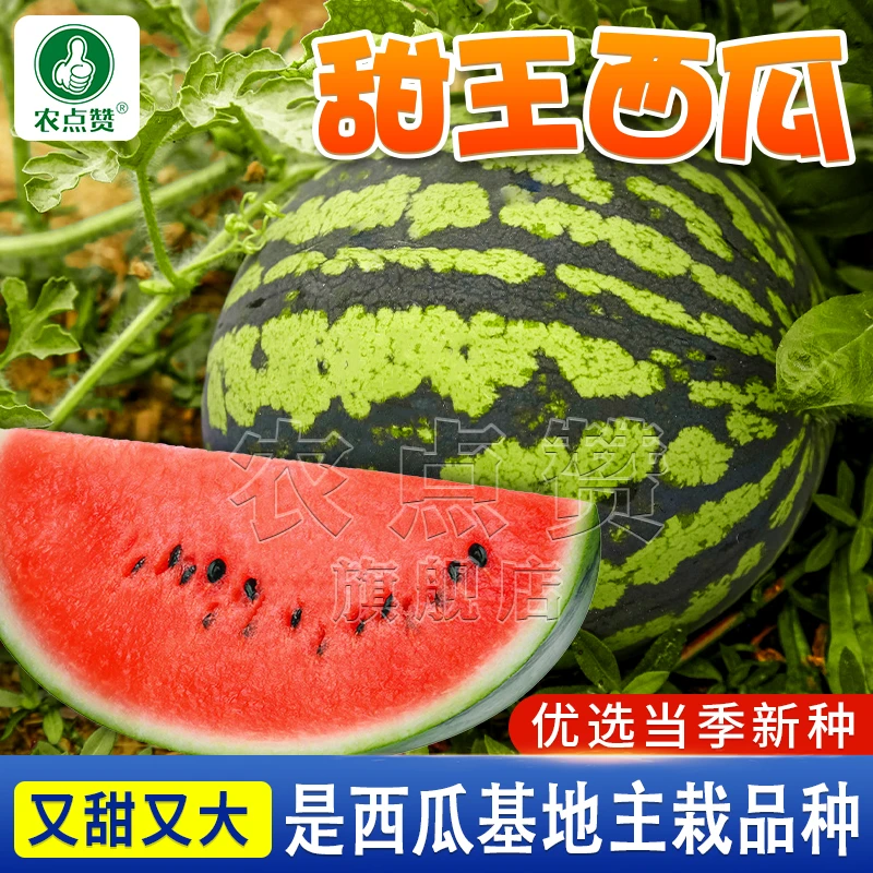 春季早熟甜王西瓜种籽  庭院盆栽甜脆西瓜种籽成熟无渣耐低温脆甜