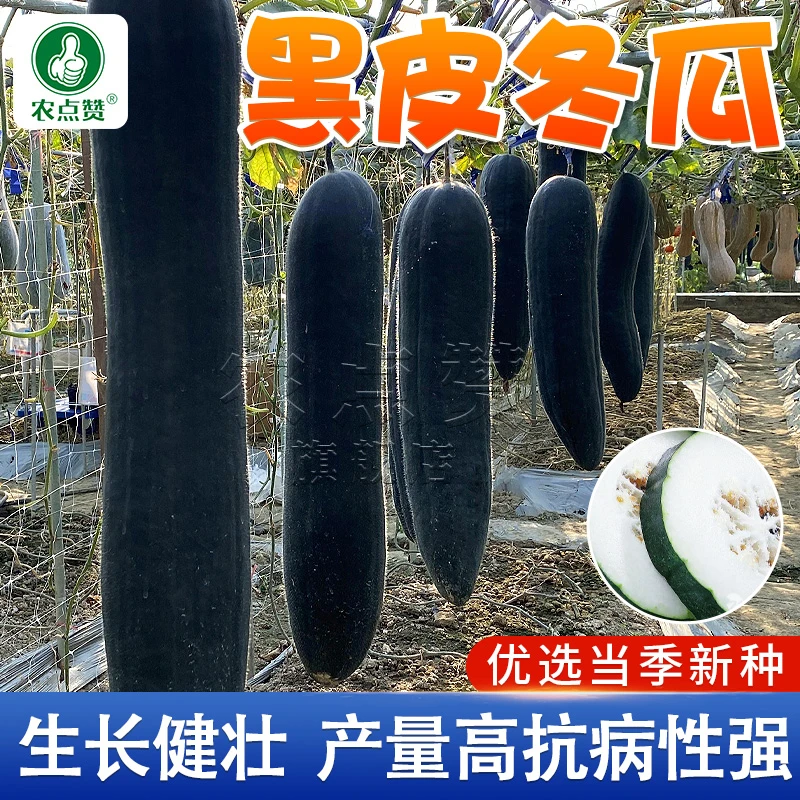 黑皮冬瓜种籽  满地爬大冬瓜种子高产家庭种植蔬菜四季种苗营养