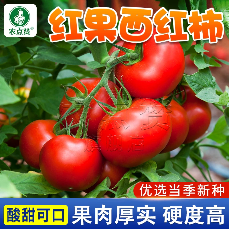 红果西红柿四季耐热优质种籽大番茄种籽  庭院简单盆栽蔬菜种籽