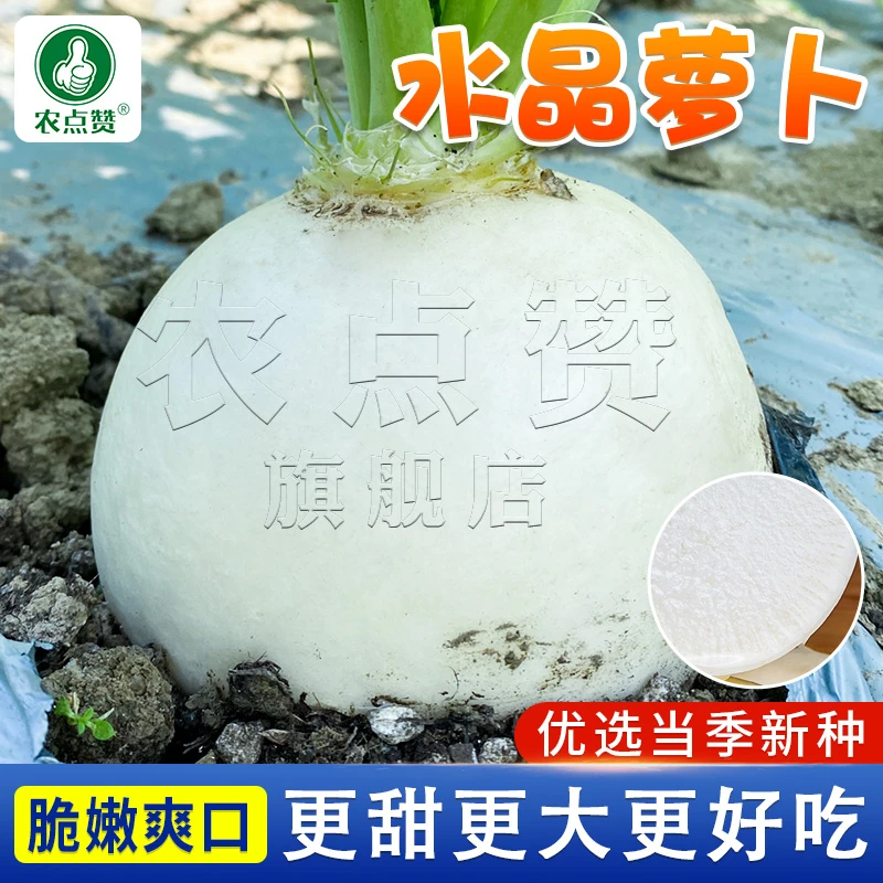 圆白萝卜种子四川春不老萝卜种籽水晶大萝卜秋季农家田园蔬菜孑