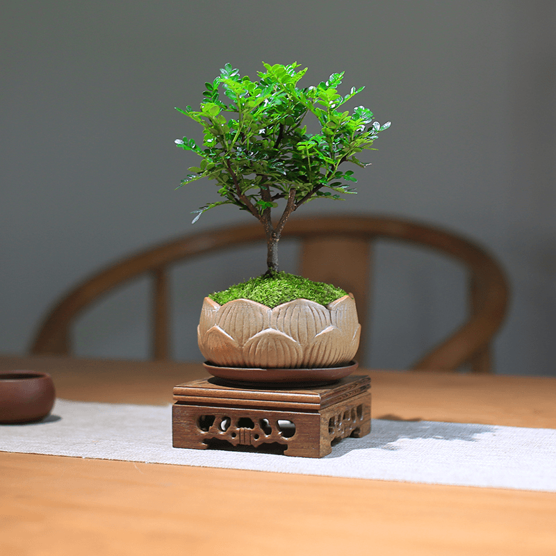 （东佑）清香木盆栽迷你室内桌面小盆景办公绿植好养净化空气驱蚊