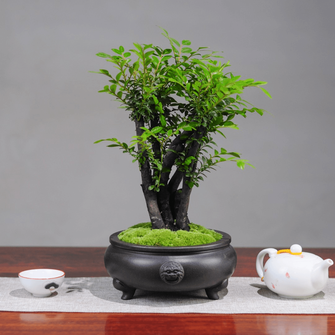 黑骨檀盆景黑骨茶盆栽中国风创意迷你植物四季好养办公室客厅