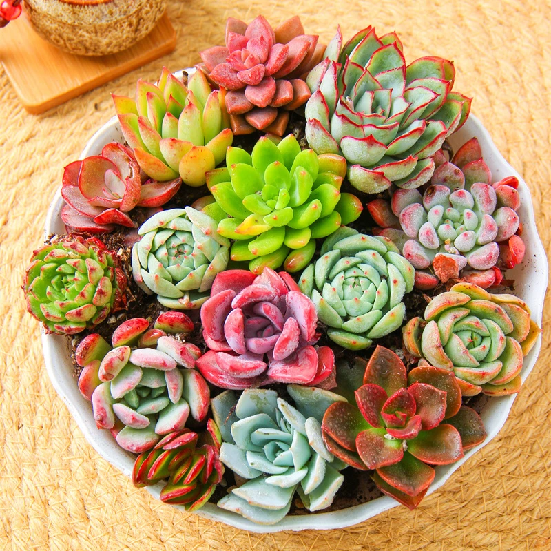多肉植物组合新手套餐大颗多肉花卉绿植【以直播间实物为准哦！】