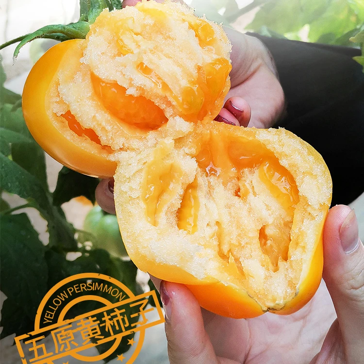 【.专属】五原黄柿子 （有开裂八成发货放黄吃）3-7斤自然熟新鲜现摘
