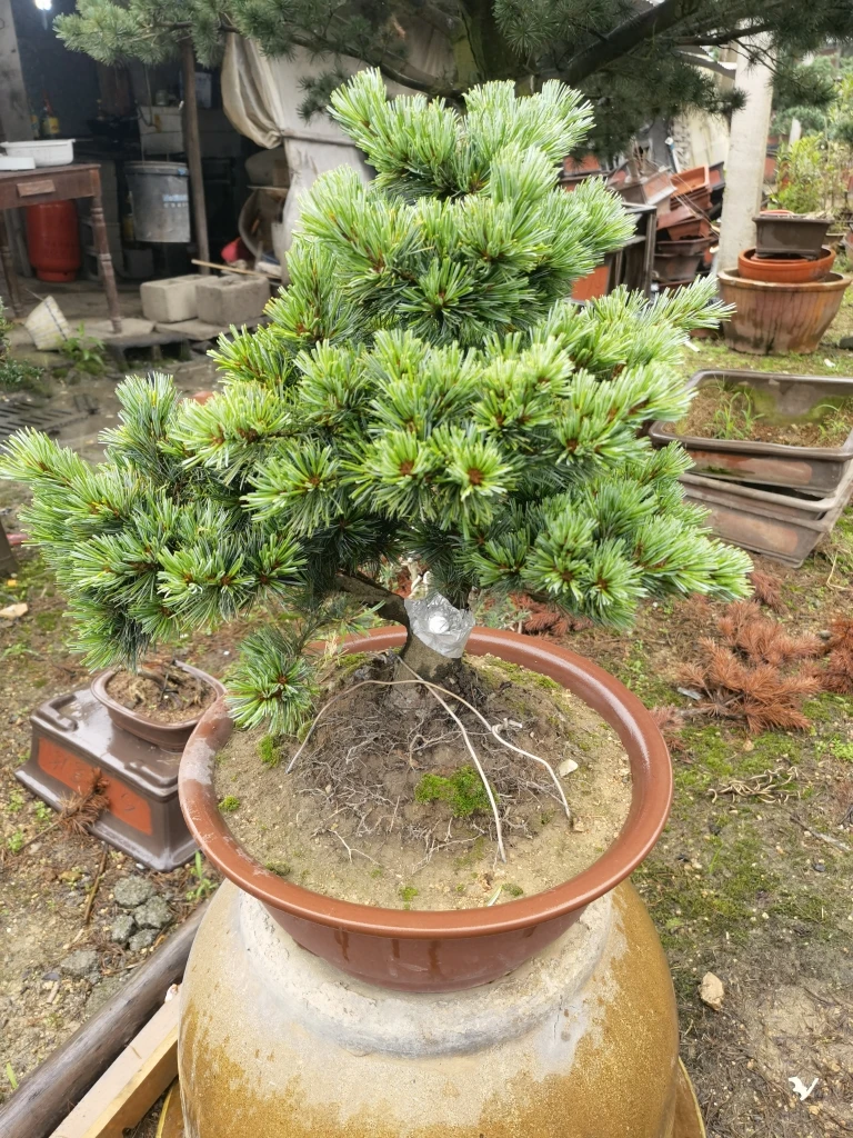 精品年功素材杨梅大坂松，又名瑞光大坂松