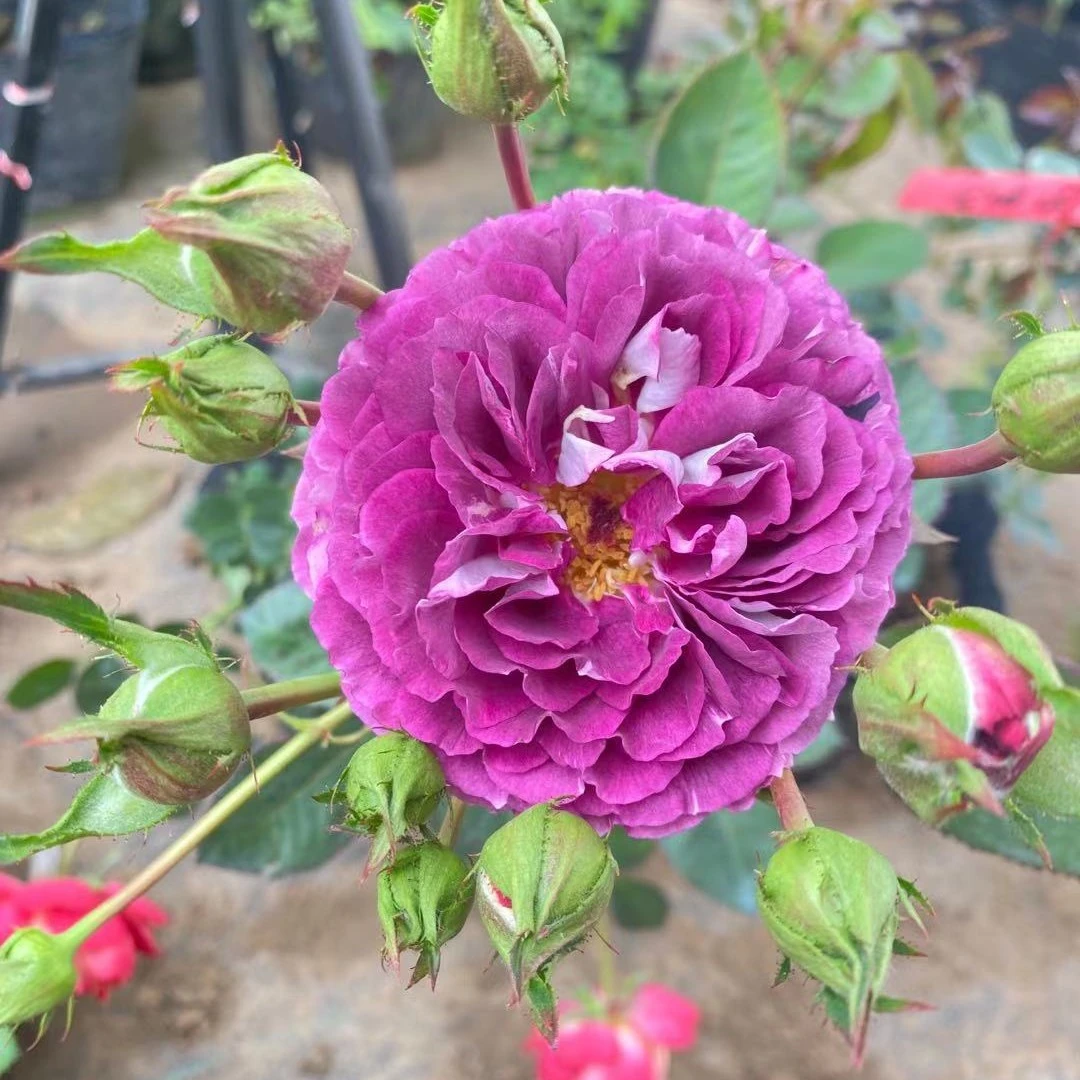 爬藤灌木四季不同品种不带竹竿中苗