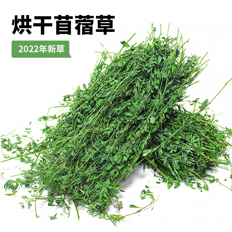 应季紫花苜蓿草苜蓿草幼兔兔粮新鲜牧干草兔子龙猫荷兰猪粮食饲料