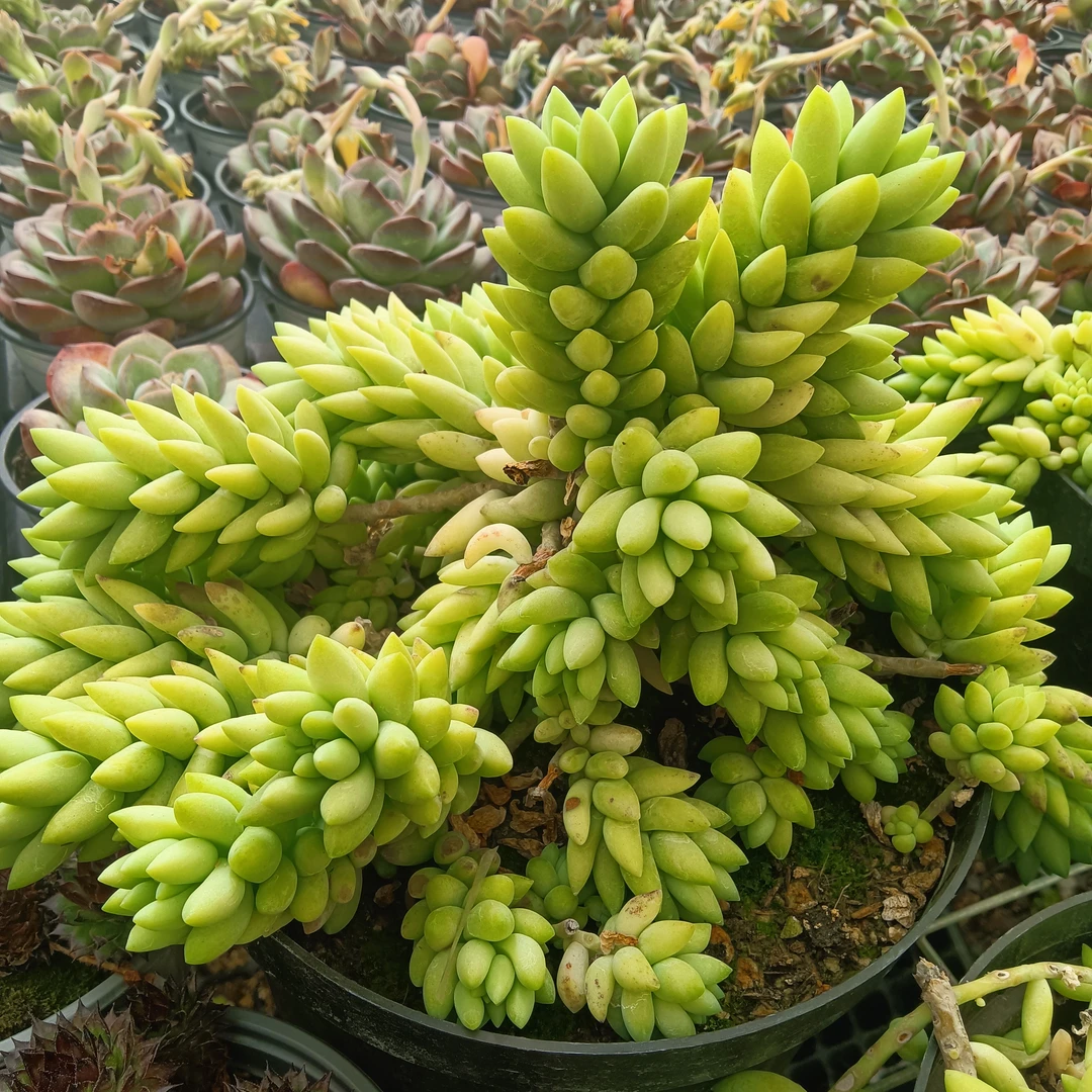 迷你盆栽土培精品多肉3.13