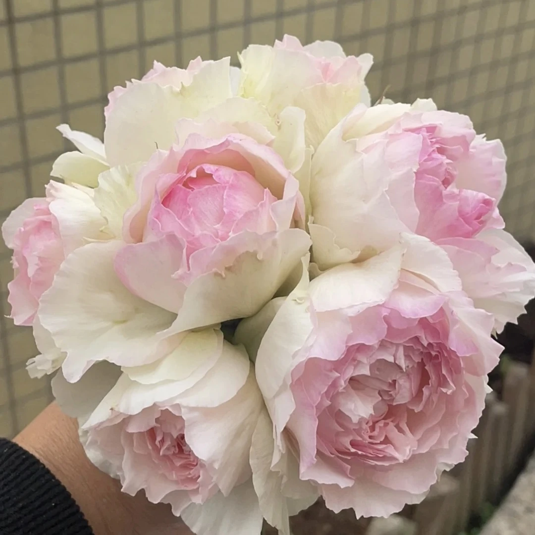 佩尔朱克  一加仑盆 切花玫瑰花苗大花水果香（枝细）包对版